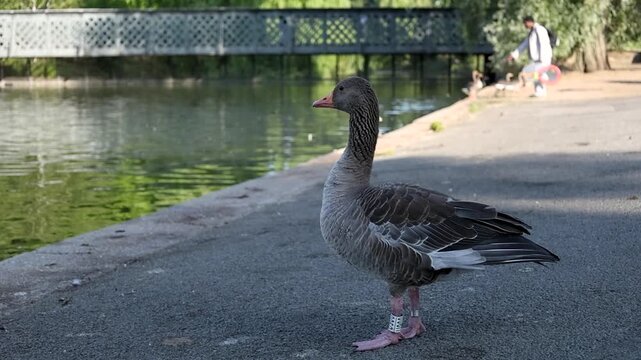 Greylag goose standing calmly by a lakeside in an urban park before relieving itself naturally. Wildlife behaviour captured during daytime.