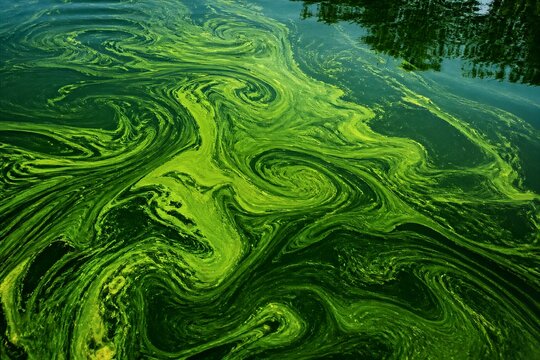 Algae swirling on pond surface with green patterns
