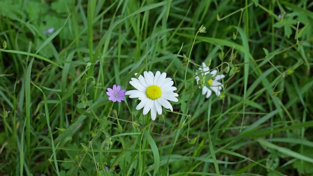 White daisy and purple wildflower swaying in wind