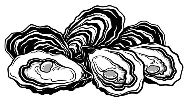 Black and White Illustration of Fresh Raw Oysters
