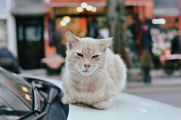 cat on the street of Istanbul © Nida Oz