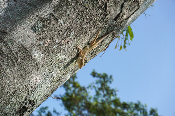 Obraz premium a small wild chameleon perfectly camouflaged among the rough bark of a tall tree trunk. outdoors in bright sunlight, clear blue sky in the background