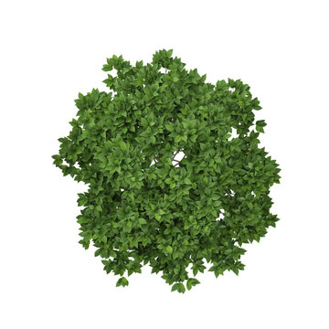 collection of mangolia plant on transparent canvas from the top view