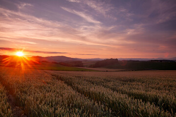 Fototapeta premium Golden sunset illuminating vast wheat fields in Biei, Hokkaido with distant mountains