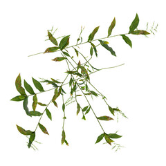 Fototapeta premium collection of Oplismenus plant on transparent canvas from the top view