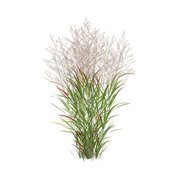 collection of Panicum grass with realistic style