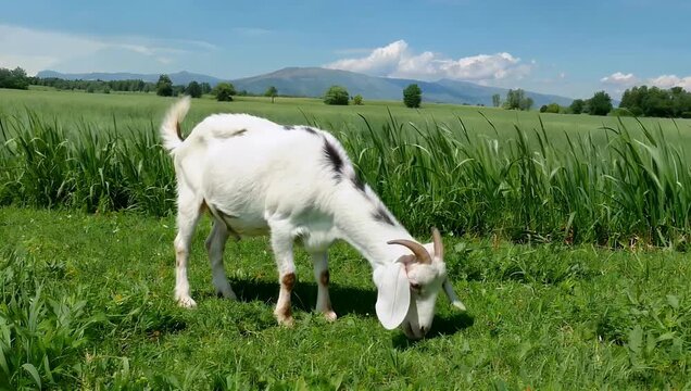Peaceful and scenic 4K agricultural video capturing a small herd of domestic white goats grazing contentedly in a lush emerald green meadow under the warm bright rays of an afternoon sun