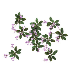 Fototapeta premium pink flowers on white background