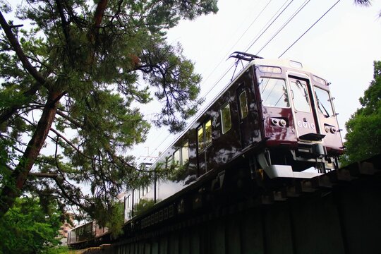 青々と茂る松の木々の間から見上げるマルーン色の近郊電車