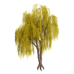 collection of Salix tree with realistic style © Fouzia