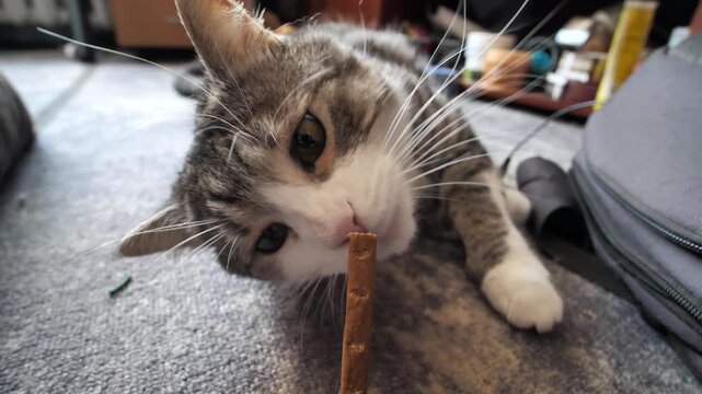 A funny tabby cat licks and eats a meat stick treat on the floor of a house.