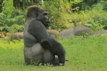 A silverback gorilla is seen from the side, sitting on the grass and gazing straight ahead © Pitokung