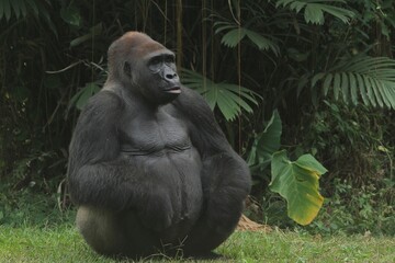 Close up of a silverback gorilla's expression © Pitokung