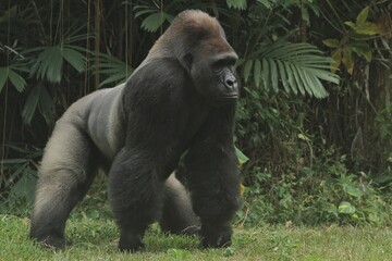 A silverback gorilla in a quadrupedal stance on the grass, gazing straight ahead during the day © Pitokung