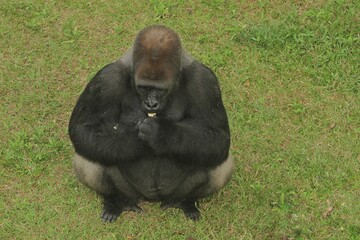 Viewed from above, a silverback gorilla sits on the grass, enjoying some fruit © Pitokung