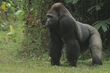 A silverback gorilla is seen in a quadrupedal stance on the grass, gazing straight ahead © Pitokung