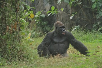 A silverback gorilla is seen sitting on the grass, gazing at its surroundings © Pitokung