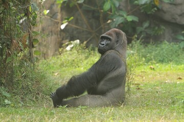 A silverback gorilla is seen from the side, sitting on the grass while turning its head © Pitokung