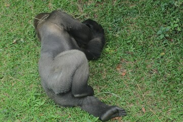 Seen from above, a silverback gorilla is lying on its side in the grass © Pitokung