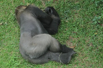 Seen from above, a silverback gorilla is lying on its side in the grass © Pitokung