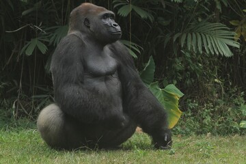 A silverback gorilla is seen sitting calmly on the grass, observing its surroundings © Pitokung