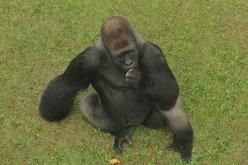 Viewed from above, a silverback gorilla sits on the grass, enjoying some fruit © Pitokung
