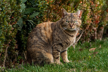 Portrait of a sitting light brown cat with black stripes looking at camera © Snaider_Godoy