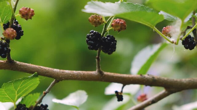 Ripe and unripe black mulberries hanging on branch with green leaves in summer garden
