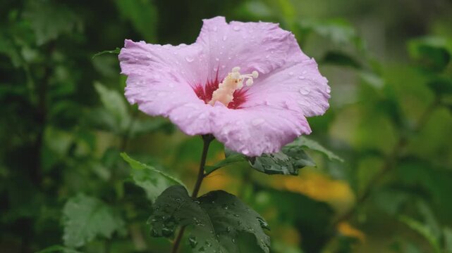 Pink hibiscus syriacus flower with water drops blooming in summer garden