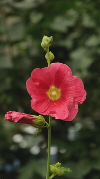 Honey bee collecting pollen on dark red hollyhock flower close up
