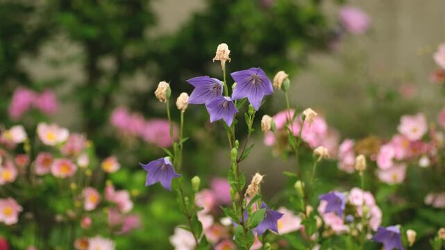Purple platycodon grandiflorus balloon flowers blooming and swaying in summer garden close up