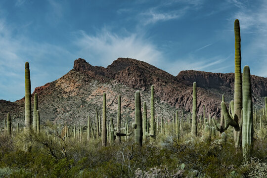 Dense saguaro cacti stand across a Sonoran Desert basin near Ajo, Arizona, with rugged volcanic peaks rising behind them under a clear midday sky. Wispy cirrus clouds streak overhead while low desert 