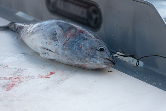 A freshly caught tuna lies on a boat deck with a wire stringer and bloodstains, shot in natural light to show texture and color, conveying the reality of sport and commercial fishing.
