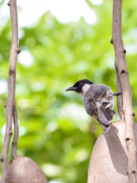 Sooty-headed bulbul bird perched in tree