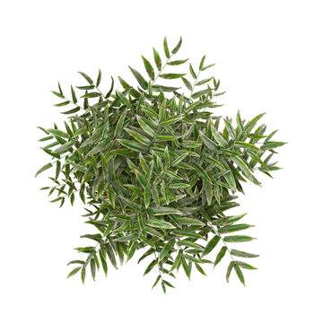 Green pteridophytes adiantum plant isolated on Canvas from the top view