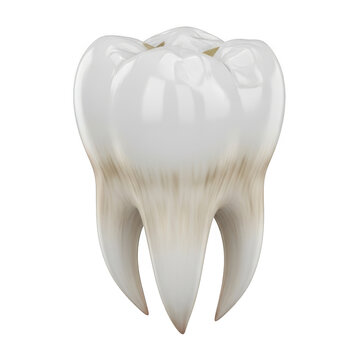 Realistic human molar tooth icon for dental health