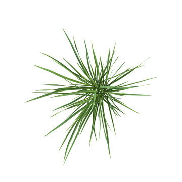Imperata grass on transparent canvas from the top view