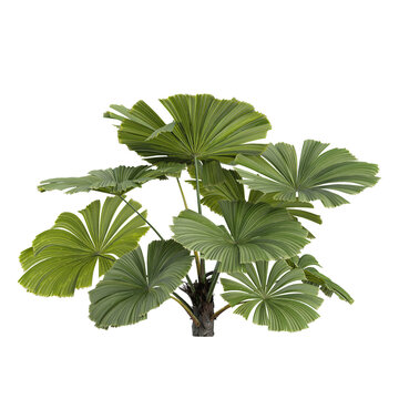 Isolated  Licuala tree on transparent canvas