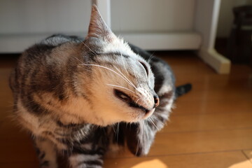 A house cat scratching behind its ear with a hind leg © Mt. Cape