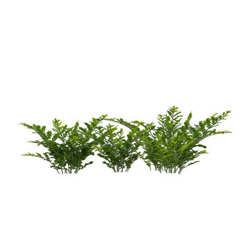 Isolated Davallia plant on transparent canvas