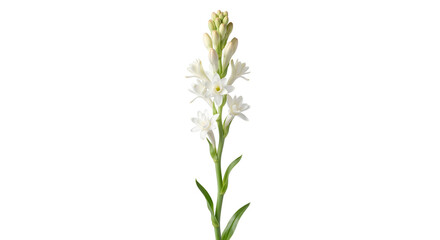 Naklejka premium Single long white stalk of fragrant tuberose flower bloom high quality 4K PNG image in white high quality 4K PNG image in white background