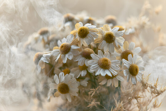 A close-up selective focus shot of smoke, featuring a soft blur, beige and white hues, and small yellow petals of a Chamomile flower, in a natural and neutral art style.