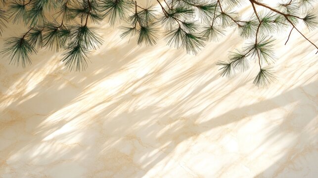 Pine branches cast shadows on a light beige surface