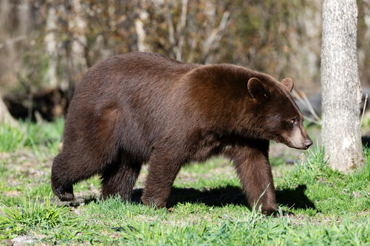 Large Brown  ChocolateColor Phase Black Bear,  Ursus americanus,  pictured walking on edge of Forest