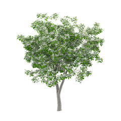 Obraz premium Isolated Northern catalpa plant on transparent canvas