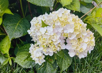Fototapete Hortensie white hydrangea flowers  © Jolyn