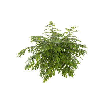 Isolated pteridophytes adiantum plant on canvas