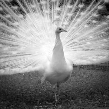 Beautiful white peacock with its feathers spread on display in black and white