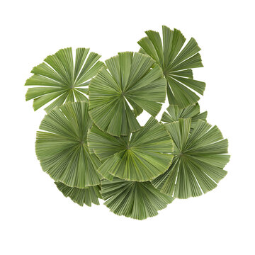 Licuala plant on transparent canvas from the top view