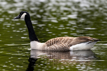 Fototapeta premium An adult Canada Goose, Branta canadensis, swimming in shallow water. The reflection of the bird can be seen in the water. It has brown, black, and white feathers, a long black neck and a dark beak.